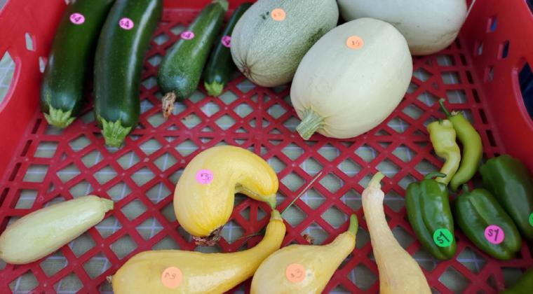 Summer Produce Arrives at the Grants Farmers Market