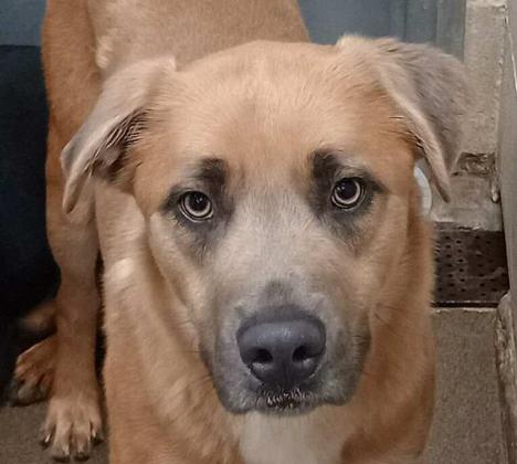 GrantsAnimal Care Center 722 Sakelares Boulevard