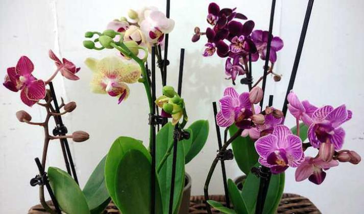ORCHIDS and ICE CUBES
