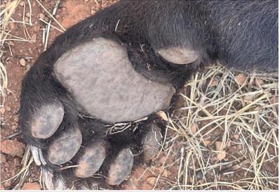 Black Bear Found Dead Near Bandera Volcano Trail System