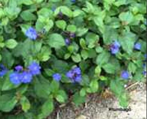 Xeric Ground Covers