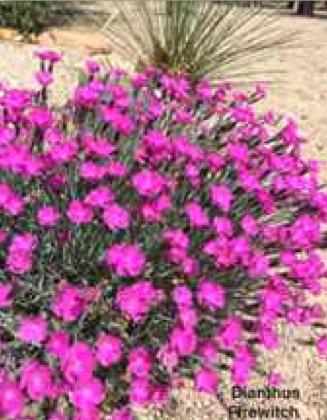 Xeric Ground Covers