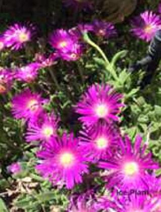 Xeric Ground Covers