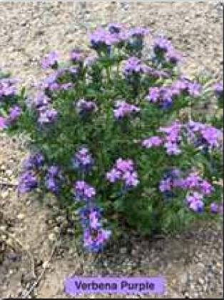 Xeric Ground Covers