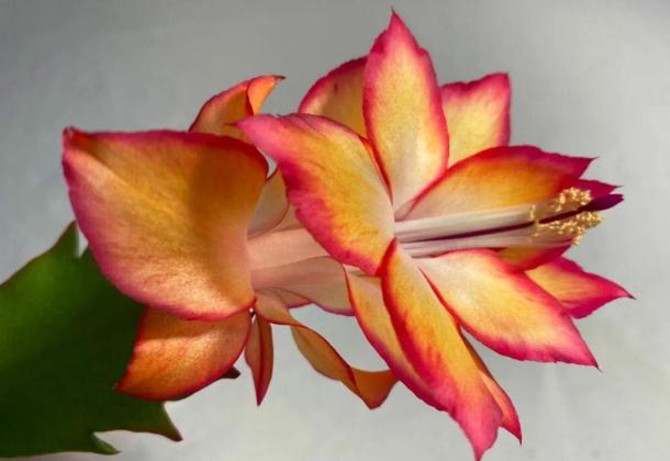 House Plants – Christmas Cactus
