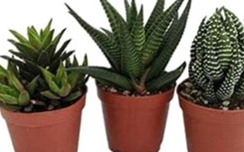 Haworthia Courtesy Photo