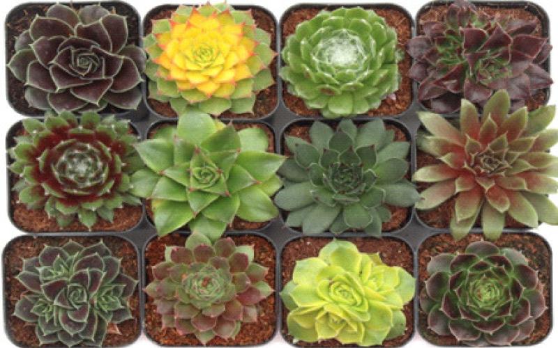Sempervivum (Hen &amp;amp; Chicks) Courtesy Photo