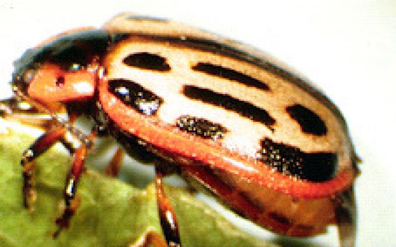Photo credit: Dennis Haugen, Bugwood.org, CC BY-NC 3.0 US