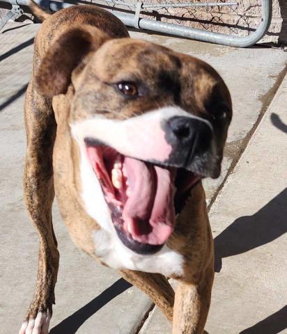 Pet of the Week