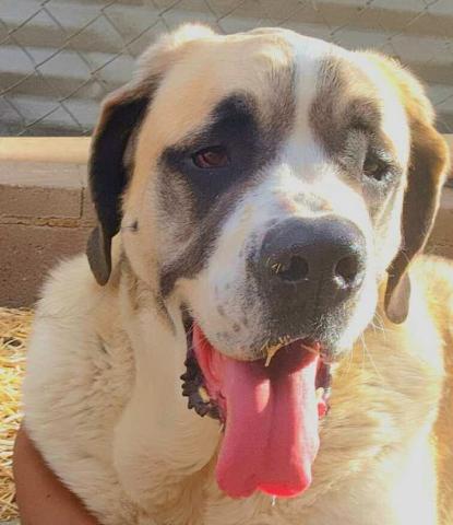 Pet of the Week