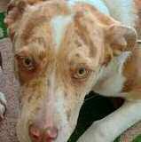 Pet of the Week Meet Clarke