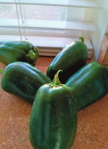 Southwest Yard & Garden; Green to red but not green to yellow? – Final harvest questions