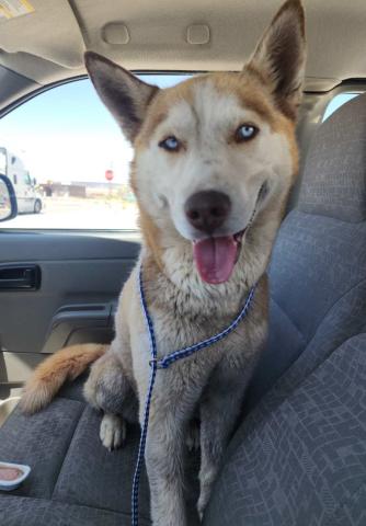 Pet of the Week