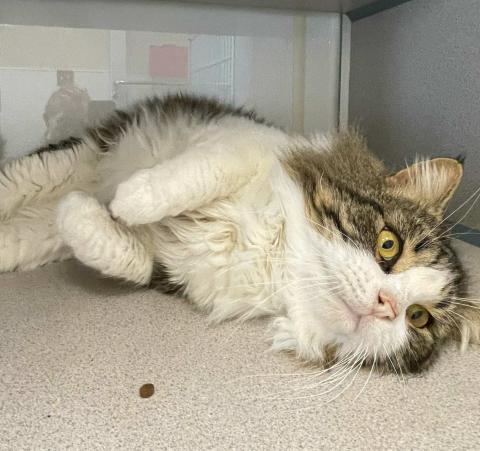 Pet of the Week Meet Biggie Smalls
