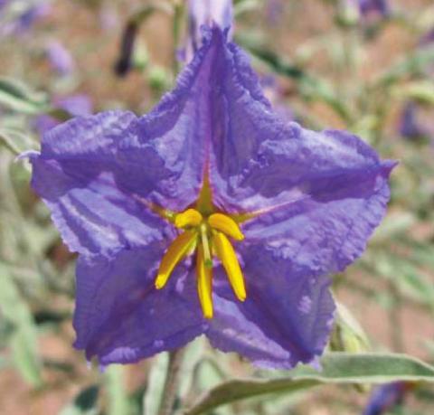 Silverleaf nightshade flowers are beautiful, but parts of the plant are toxic to humans and animals. NMSU Extension courtesy photo