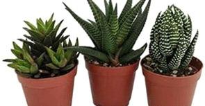 Haworthia Courtesy Photo