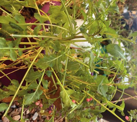 This lettuce’s peppery flavor offers a clue as to how the leaves made it through 5.5 inches of snow this week without blinking an eye while other plants turned to mush. Marisa Thompson Courtesy photo