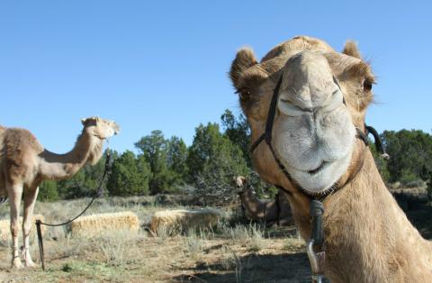 An Inquisitive Camel Photo Credit: NPS Photo