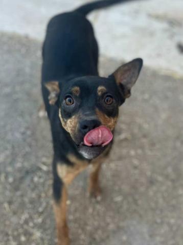 GrantsAnimal Care Center 722 Sakelares Boulevard