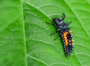 APHIDS