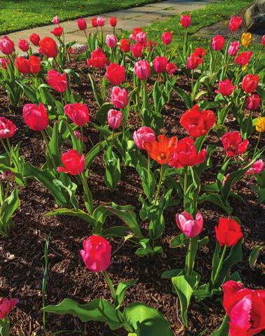 What to do to prepare your garden for winter