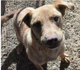 Pet of the Week Meet Jesen