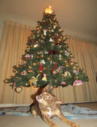 2021…a magic Christmas tree!