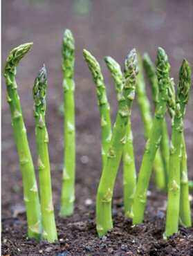 Asparagus in the Home Garden