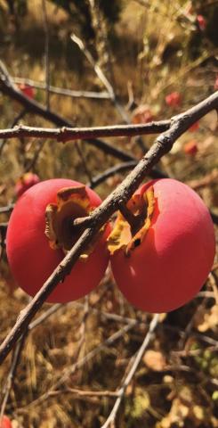Southwest Yard & Garden; Prepping fruit trees for winter