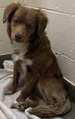 Pet of the Week