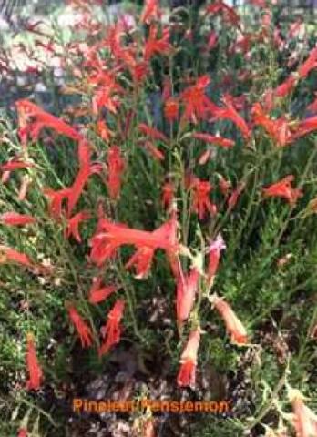 PENSTEMONS #2