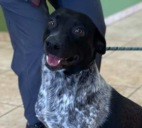 Pet of the Week Meet Bandit