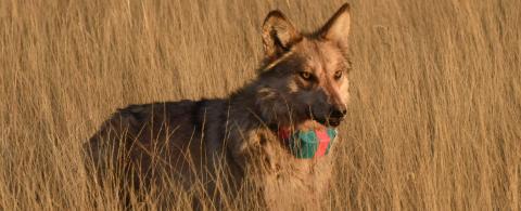 A radio-collared Mexican gray wolf moves through tall grass in the Southwest. Federal wildlife officials reported the wild Mexican gray wolf population reached at least 319 wolves in Arizona and New Mexico by the end of 2025, renewing debate over recovery, livestock impacts and wolf management in western New Mexico. Courtesy Photos of U.S. Fish and Wildlife Service