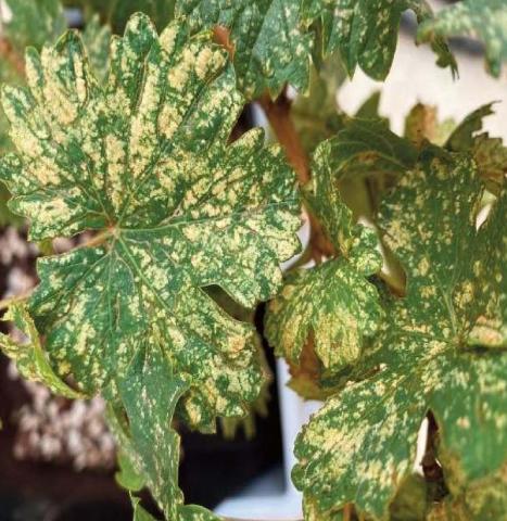 The upper or “topside” (adaxial) surface of grape leaves damaged by leafhoppers feeding on the underside (abaxial) surface of the same leaves. G. Giese Courtesy photo
