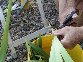 For ease of handling and replanting