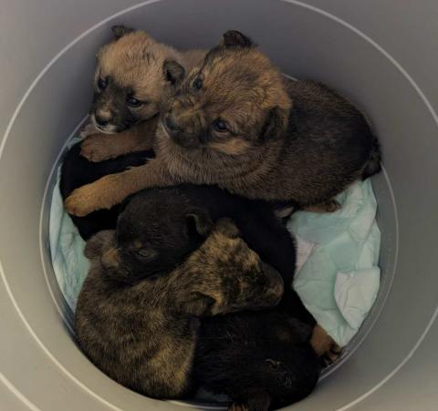 Fixing your pets can prevent overpopulation and reduce the number of animals abandoned