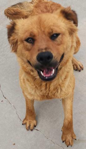 Pet of the Week