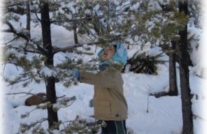Christmas Tree Permits Now Available for Mt. Taylor and Nearby Public Lands