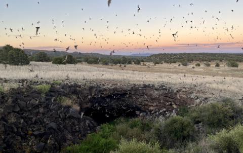 Bat Outflight Guided Hikes Return in June at El Malpais National Monument