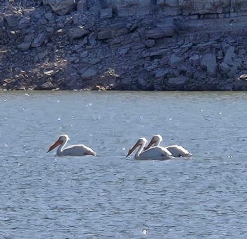 Cibola Fishing Report – March 31–April 6
