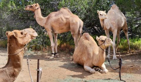The Camels are Coming to El Morro National Monument September 14-15, 2024