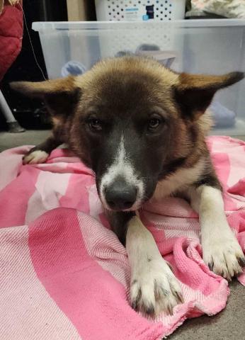 GrantsAnimal Care Center 722 Sakelares Boulevard