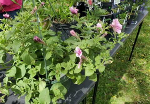 Grants Farmers Market Grows into Memorial Day Weekend with Fresh Veggies and Local Flavor