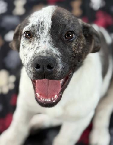 GrantsAnimal Care Center 722 Sakelares Boulevard