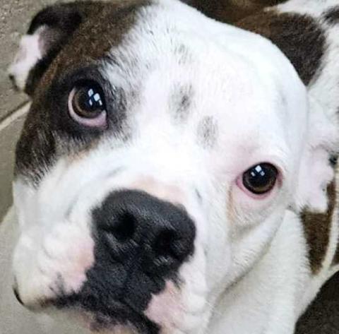 Pet of the Week Meet Baxter