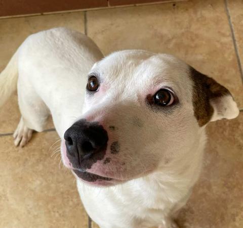 Pet of the Week