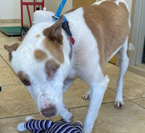 Pet of the Week Meet Zena