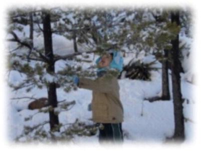 Christmas Tree Permit Costs Drop on BLM Lands as Local Cutting Season Continues