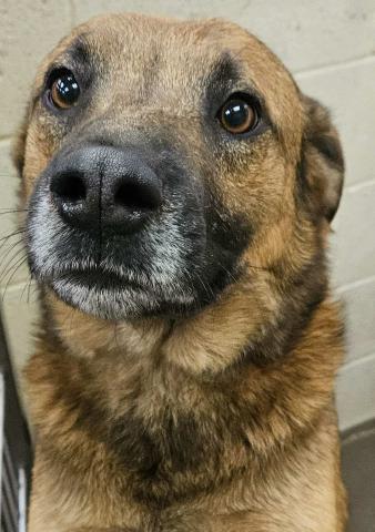 Pet of the Week Meet Lloyd