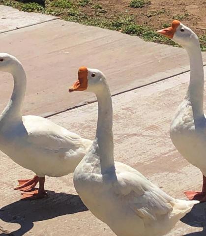 These tall-necked